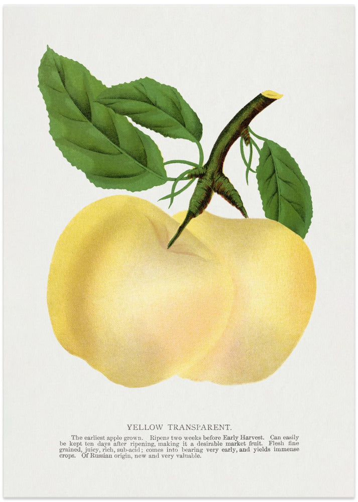 Yellow Transparent Apple Lithograph