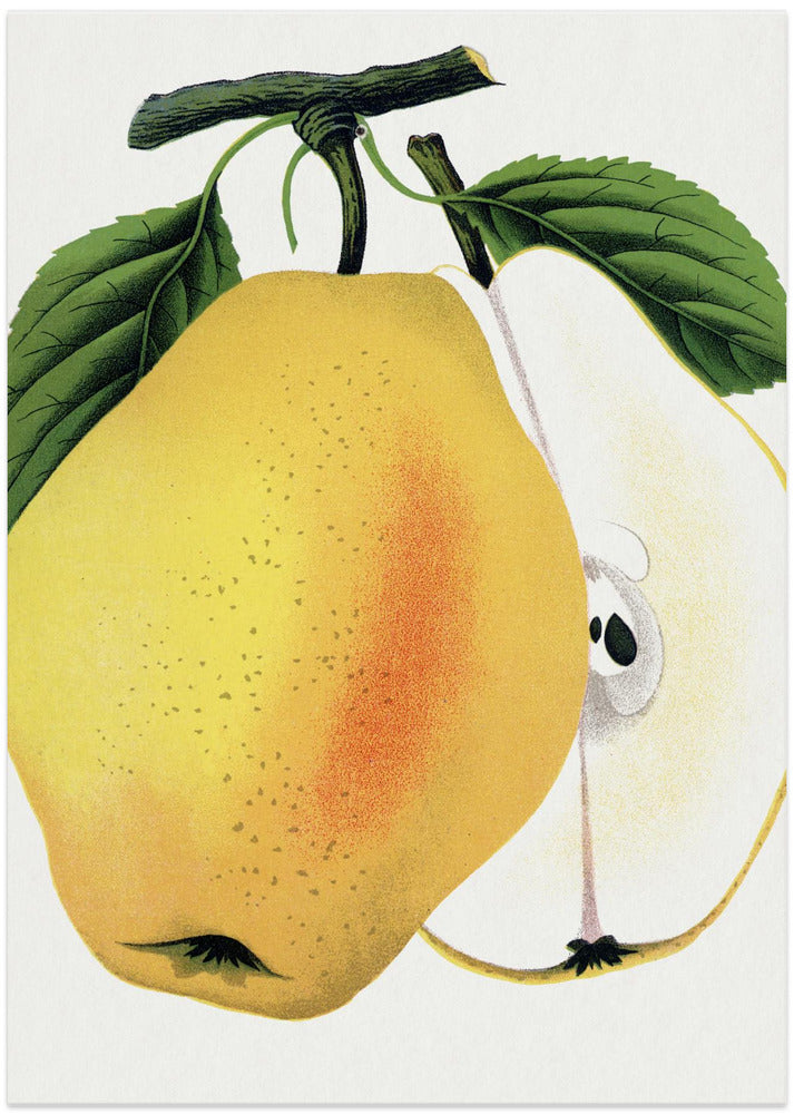Kiefer's Hybrid Pear Lithograph