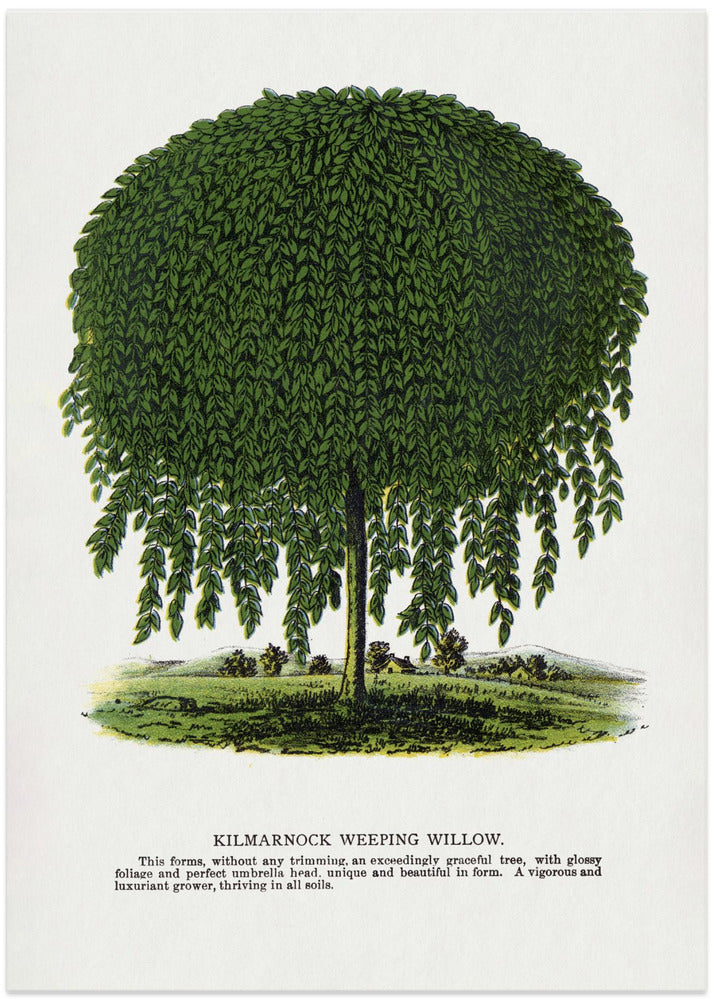 Kilmarnock Weeping Willow Tree Lithograph