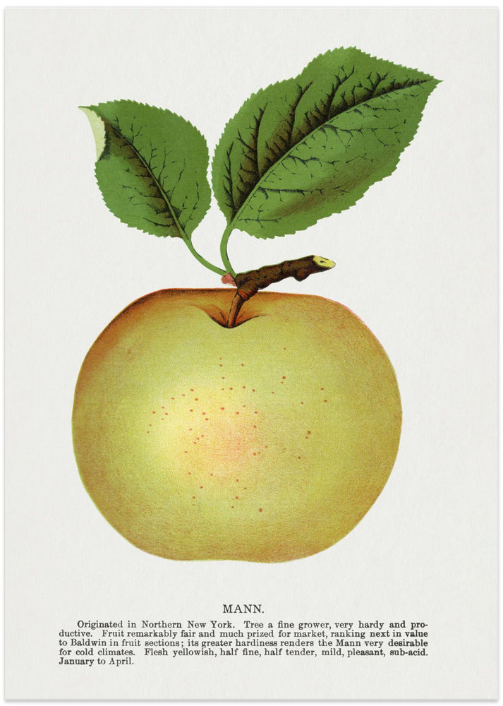 Mann Apple Lithograph