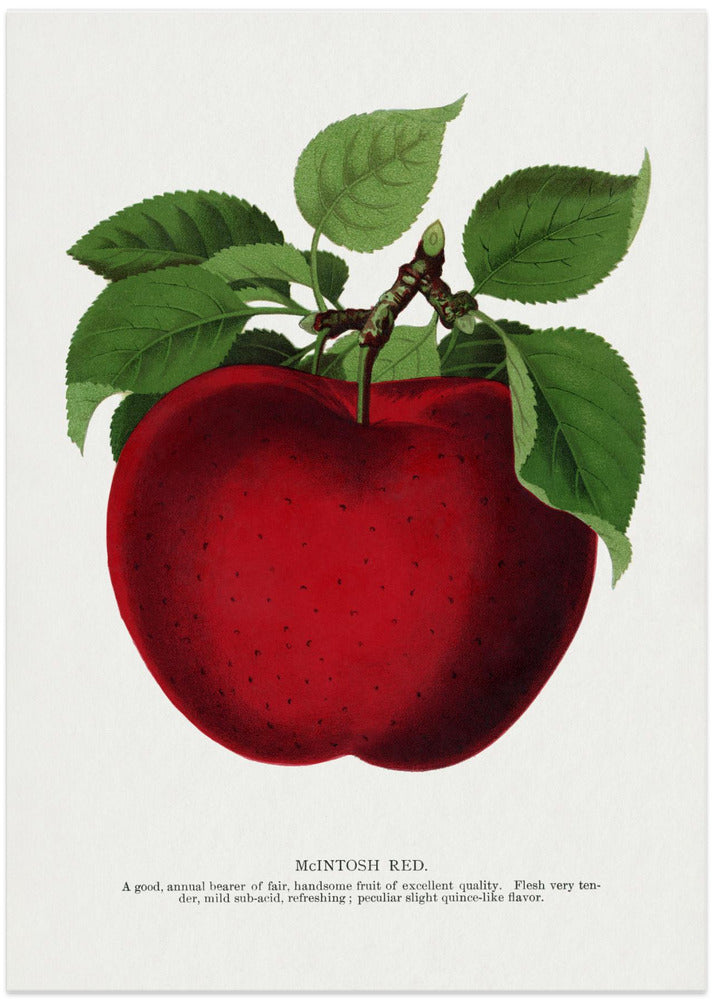Mcintosh Red Apple Lithograph
