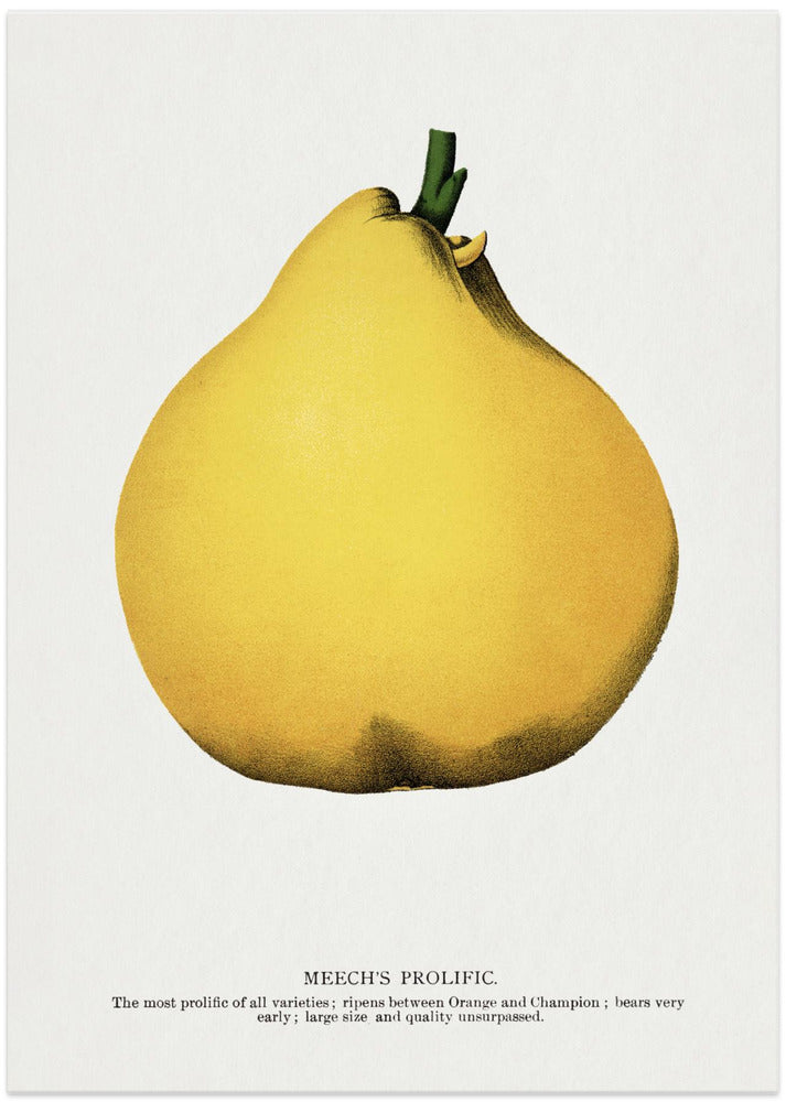 Meech's Prolific Pear Lithograph