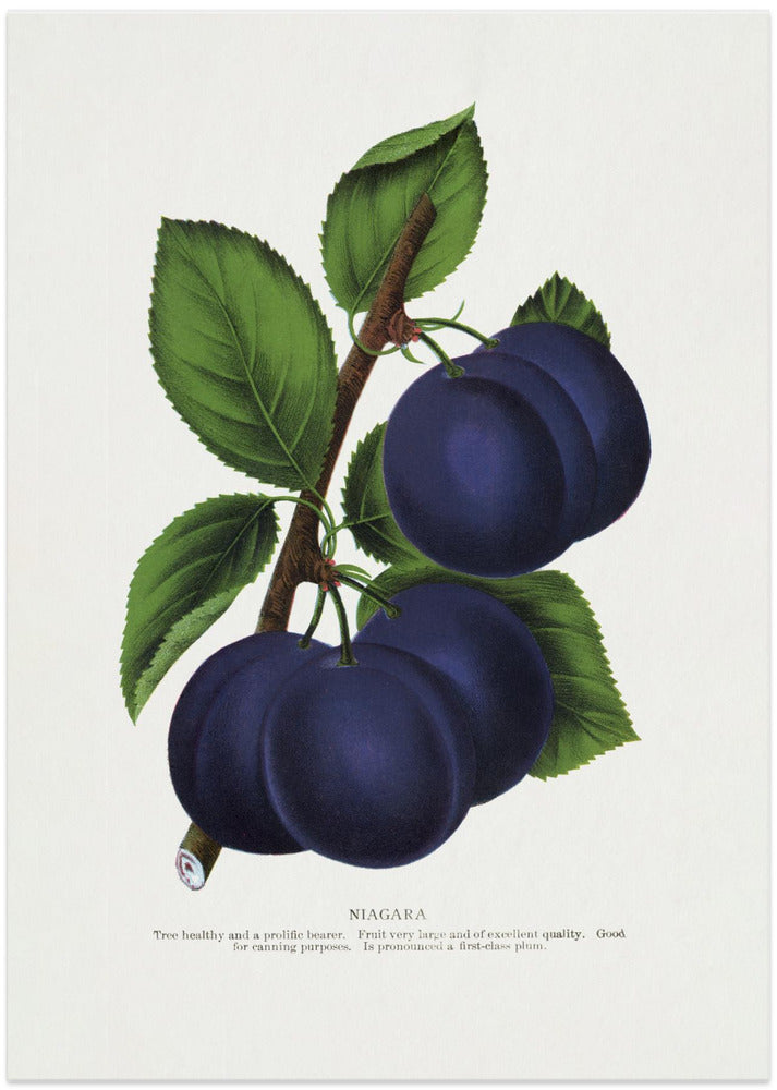 Niagara Plum Lithograph