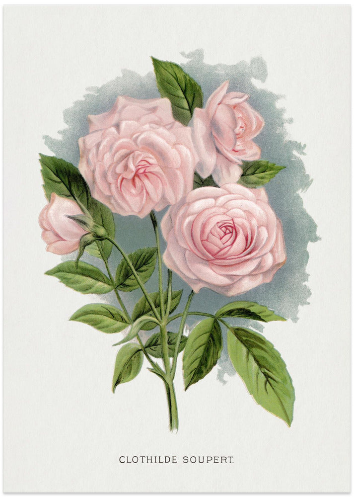 Pink Rose, Clothilde Soupert Lithograph