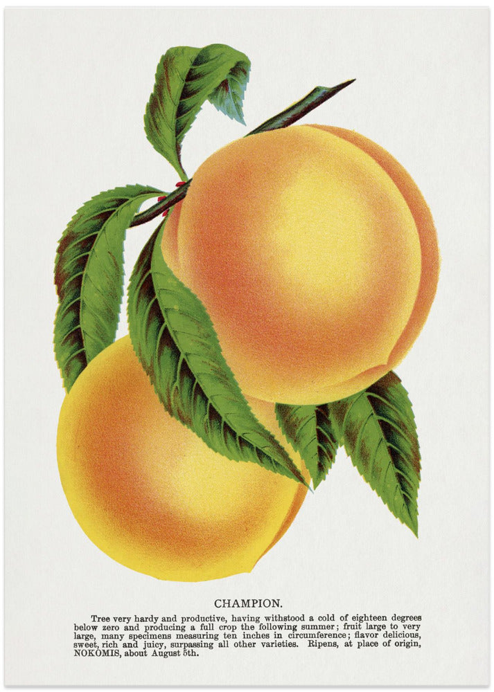 Champion Plum Lithograph