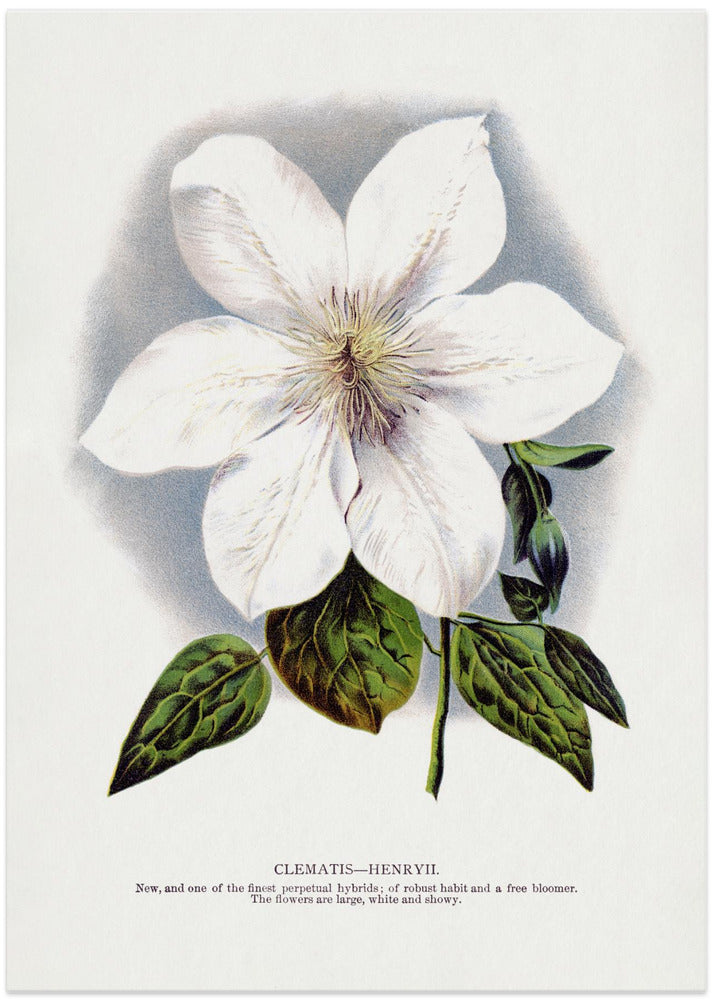 Clematis Flower Lithograph