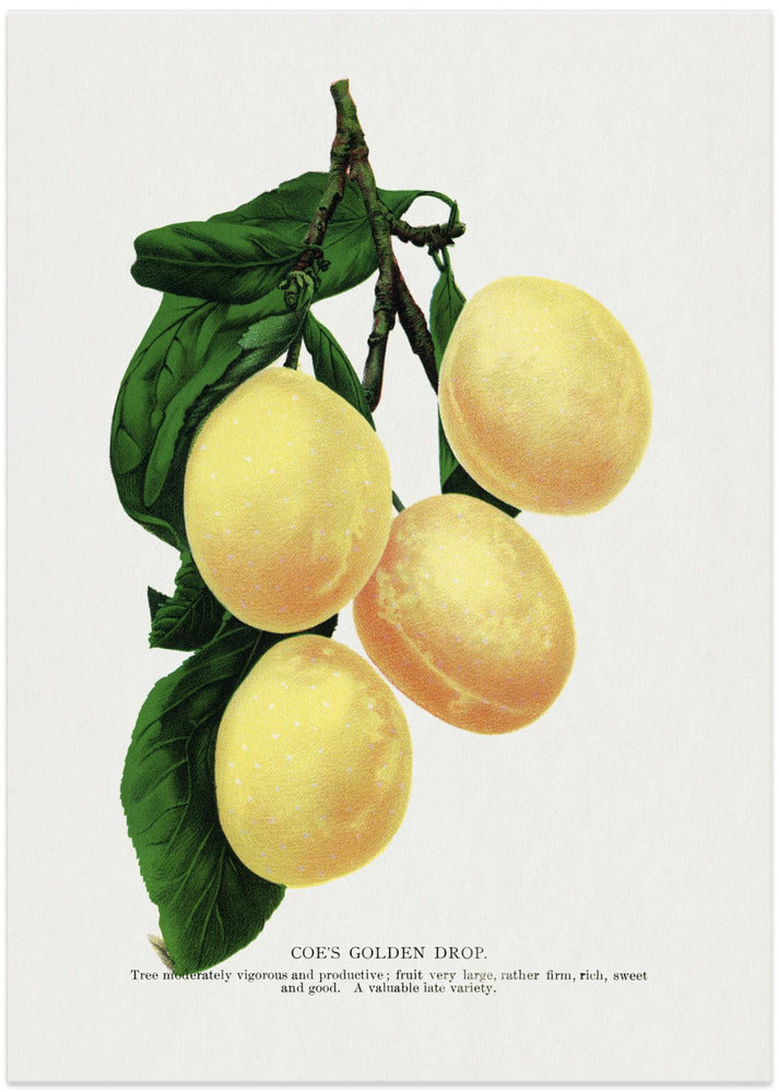 Coe's Golden Drop Plum Lithograph