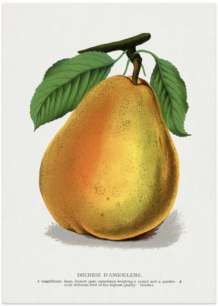 Duchess D'angouleme Pear Lithograph