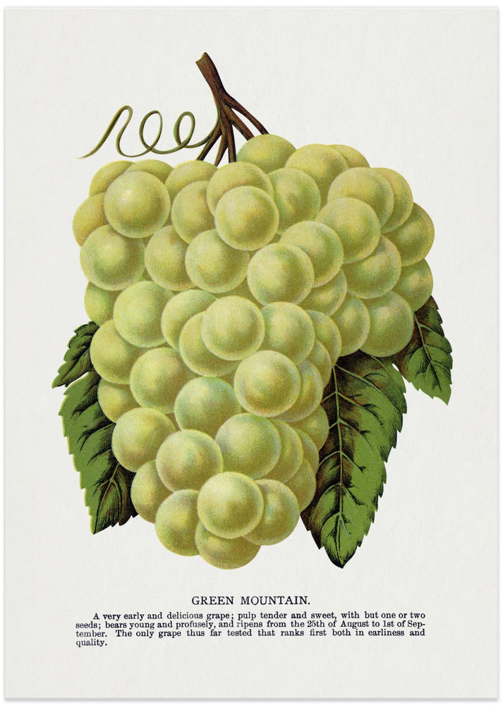 Green Mountain Grape Lithograph