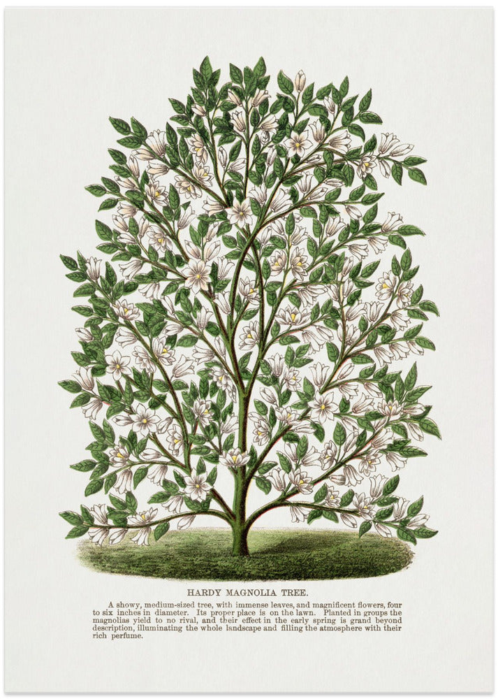 Hardy Magnolia Tree Lithograph