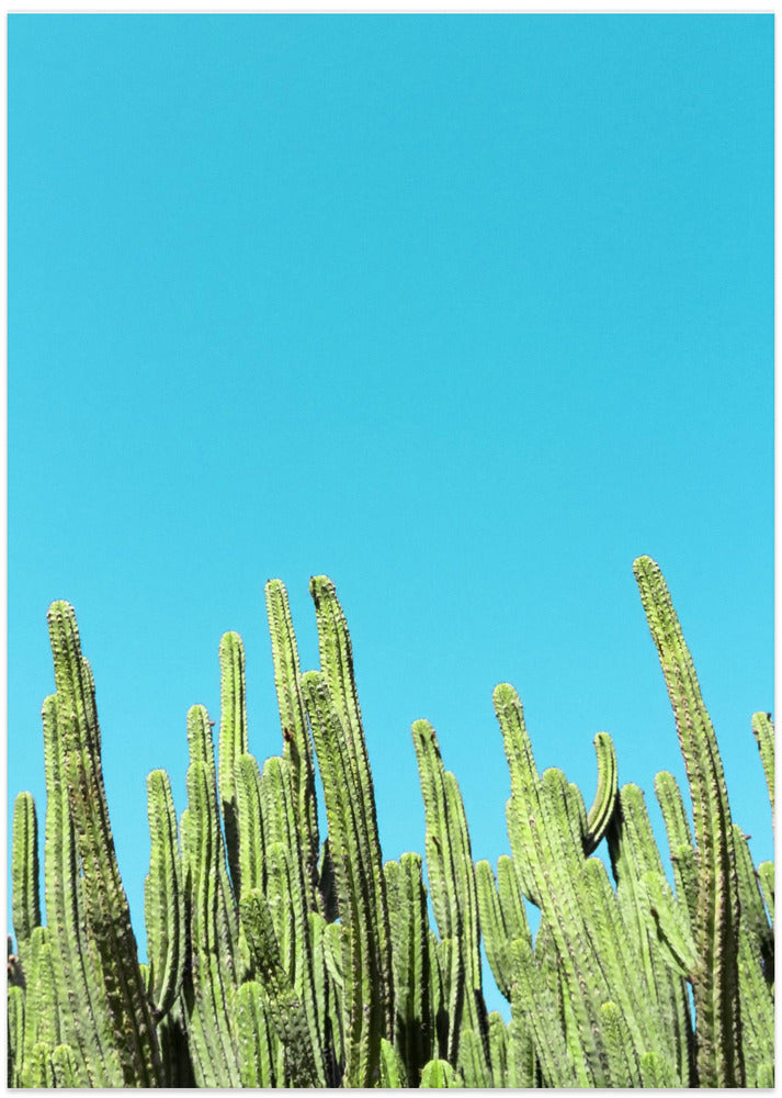 Cactus Reaching for the Sky