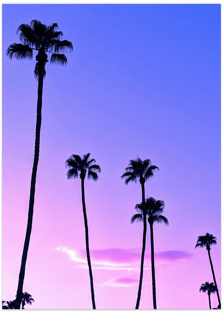 Palm Tree Sunset