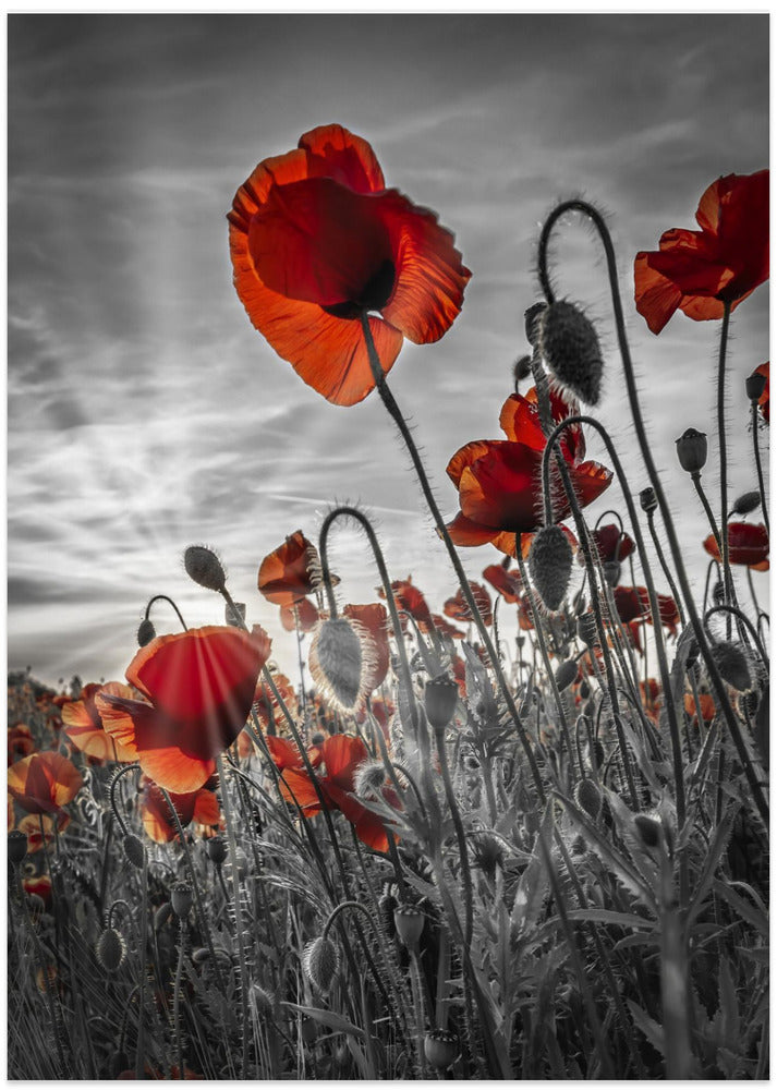 Fascinating poppies | colorkey