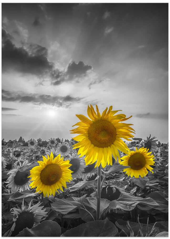 Yellow pop sunflowers