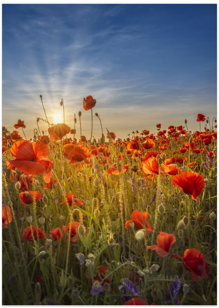 Gorgeous sunset in a poppy field