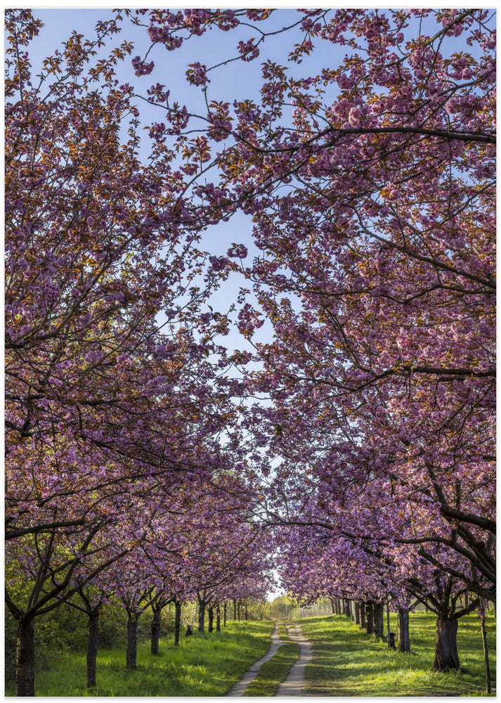 Idyllic cherry blossom trail