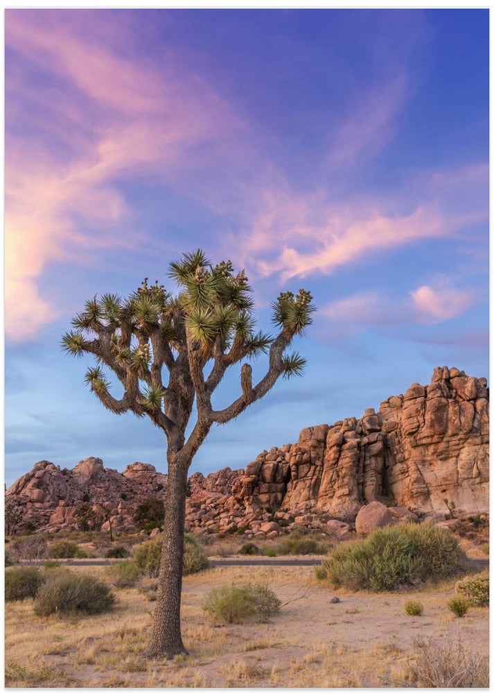 Joshua Tree Evening Atmosphere