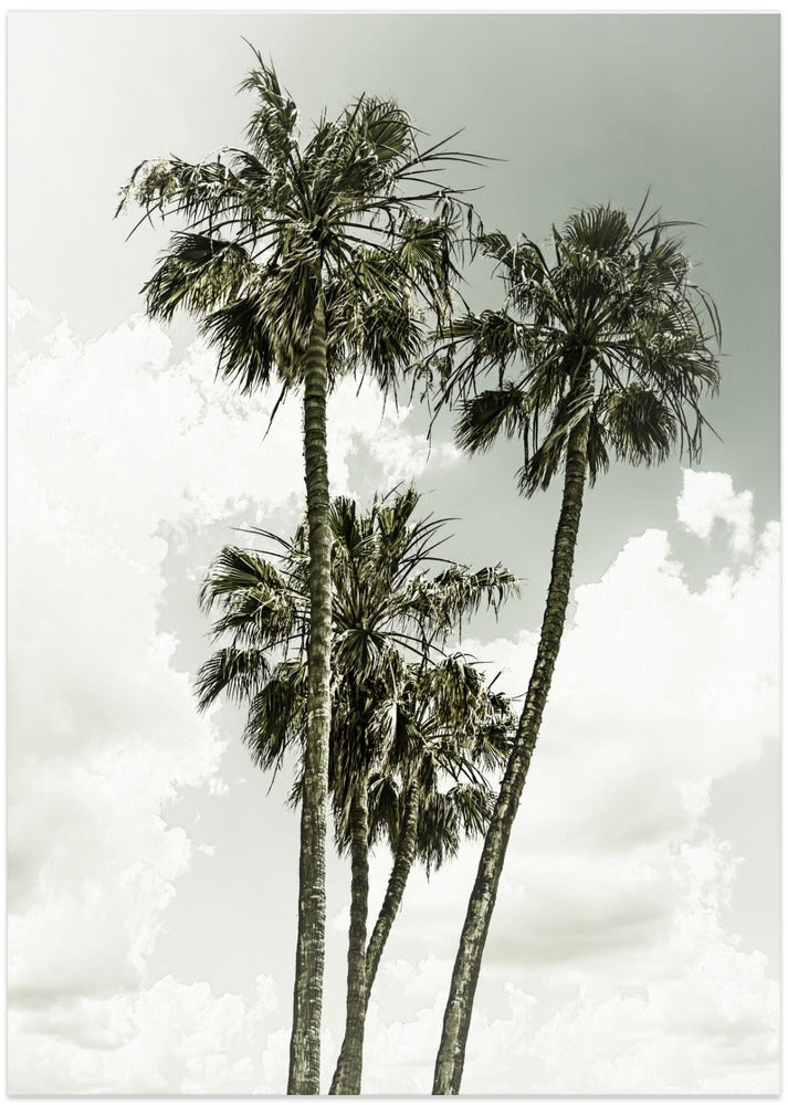 Palm Trees and sky | Vintage