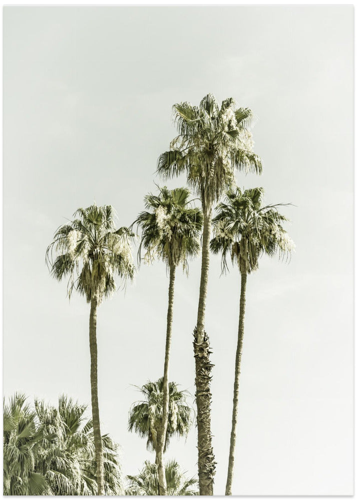 Palm Trees Summertime