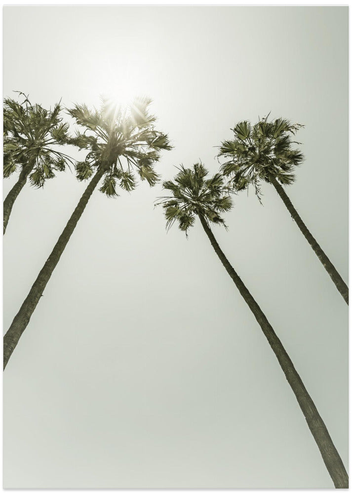 Palm Trees in the sun | Vintage