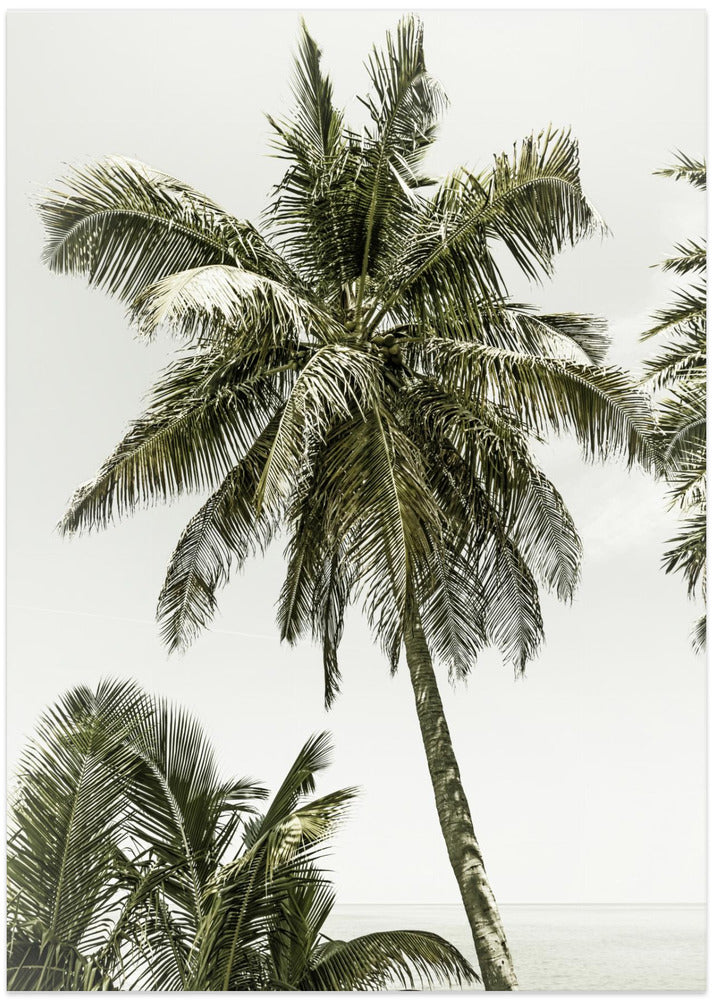 Palm Trees by the ocean | Vintage