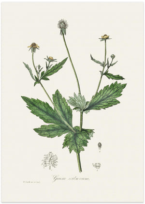 Art Prints of Wood Avens (geum Urbanum) Medical Botany