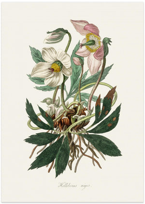 Art Prints of Christmas Rose (helleborus Niger) Medical Botany