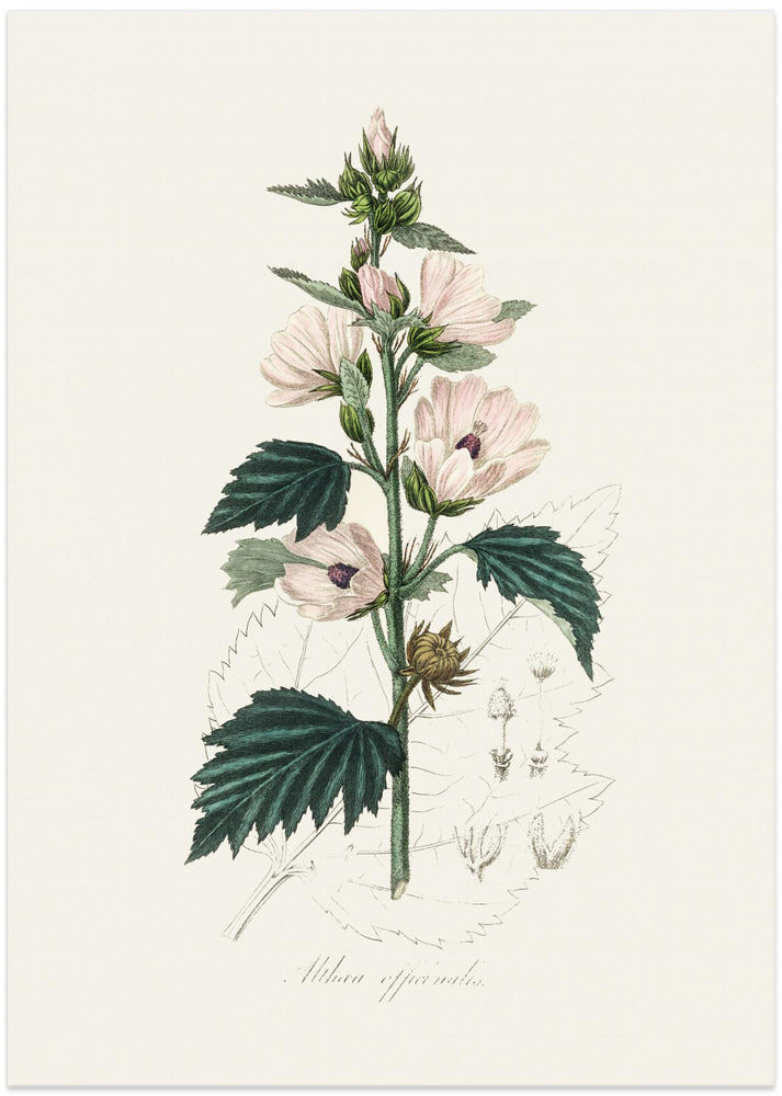 Art Prints of Common Marshmallow (althea Officinalis) Medical Botany