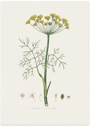 Art Prints of Dill (anethum Graveolens) Medical Botany