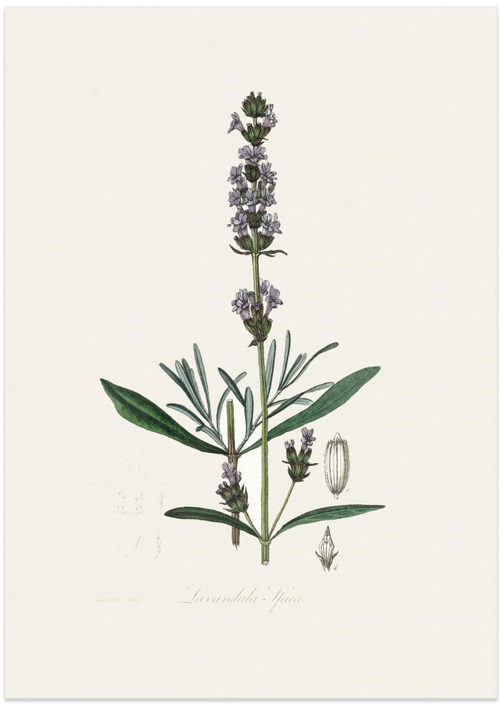 Art Prints of Lavender (lavandula Ipica) Medical Botany
