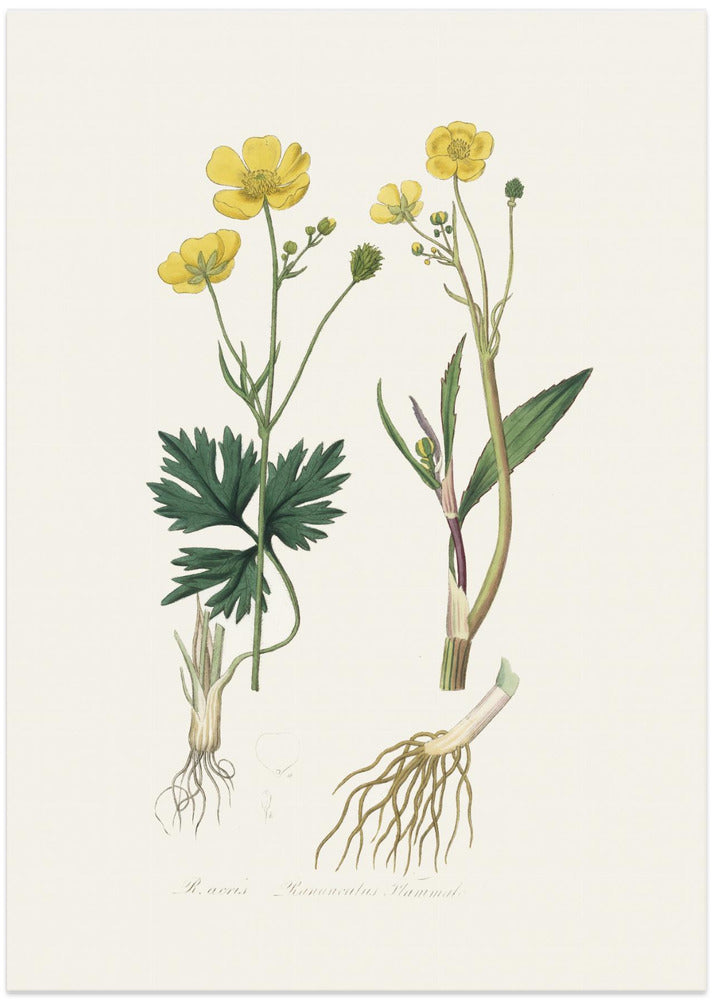 Art Prints of Lesser Spearwort (ranunculus Flammula) Medical Botany