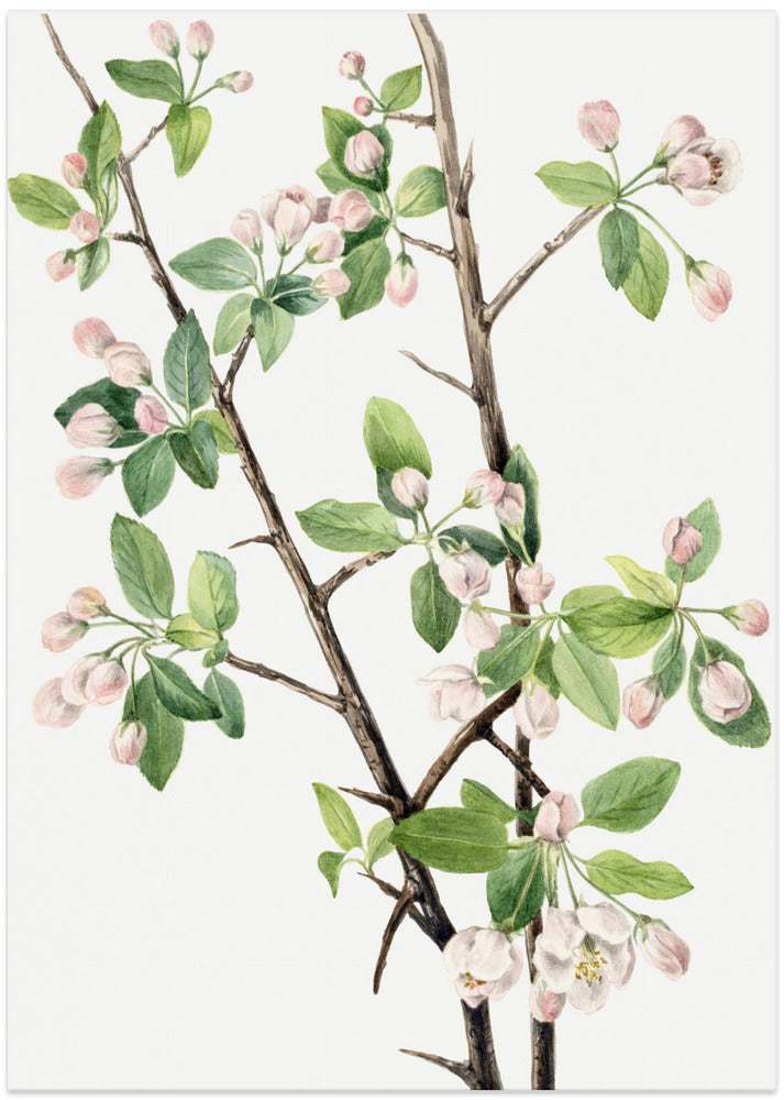 Wild Sweet Crab (1920)