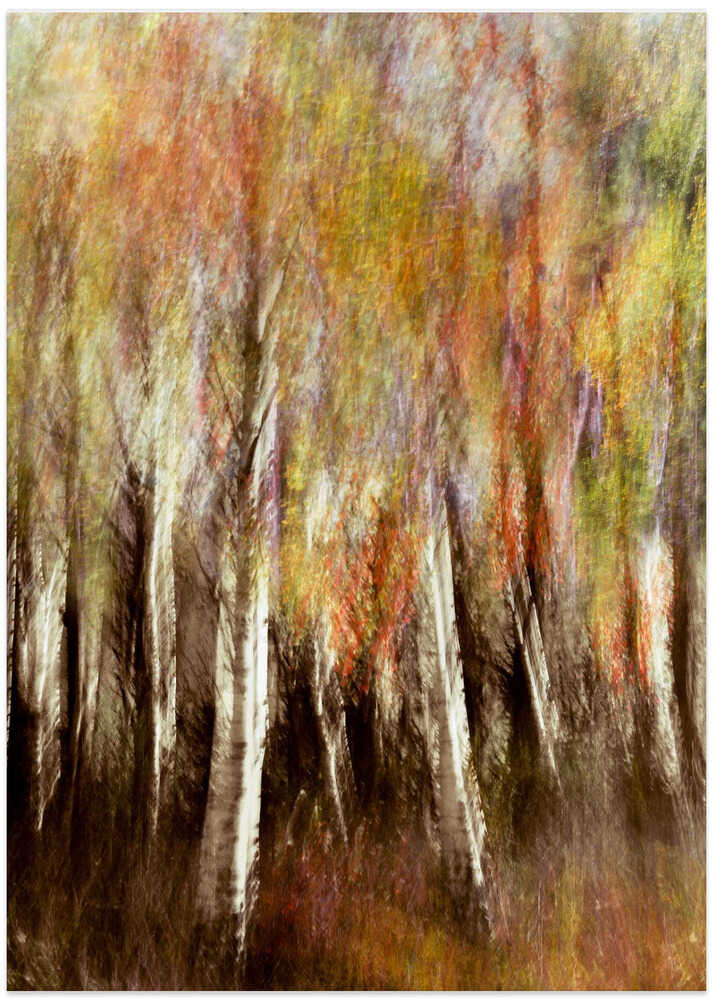 Autumn birch