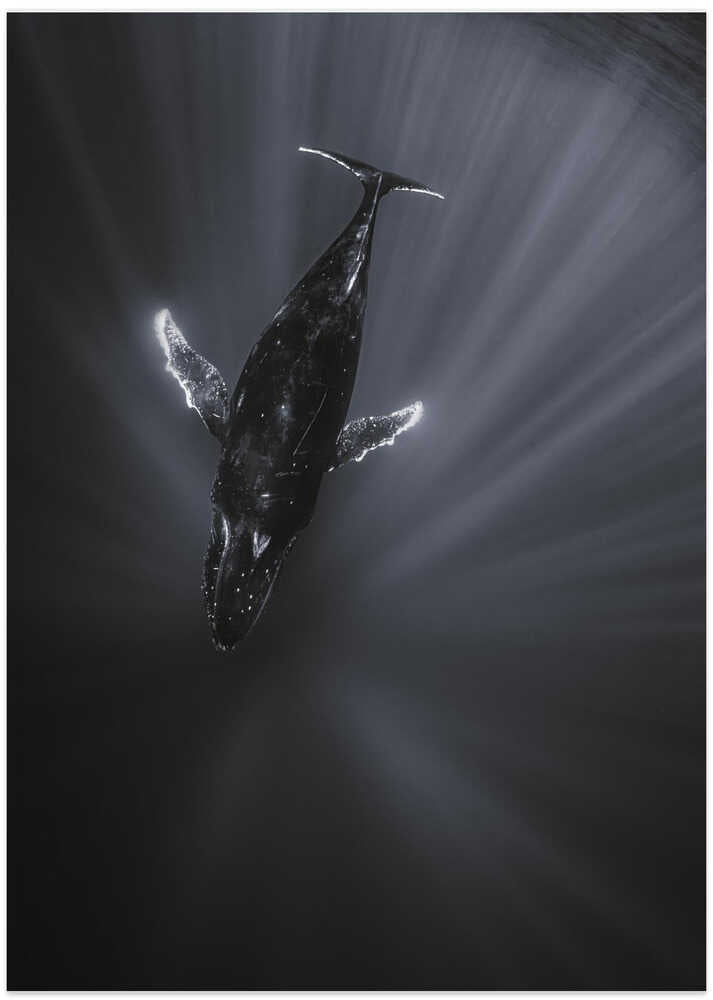 Light and Whale