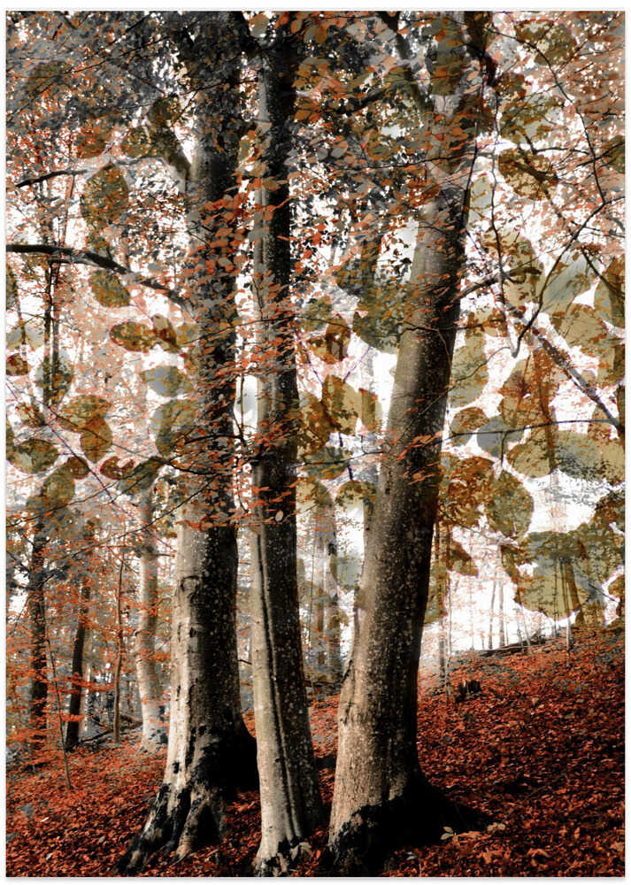 Three beech trees