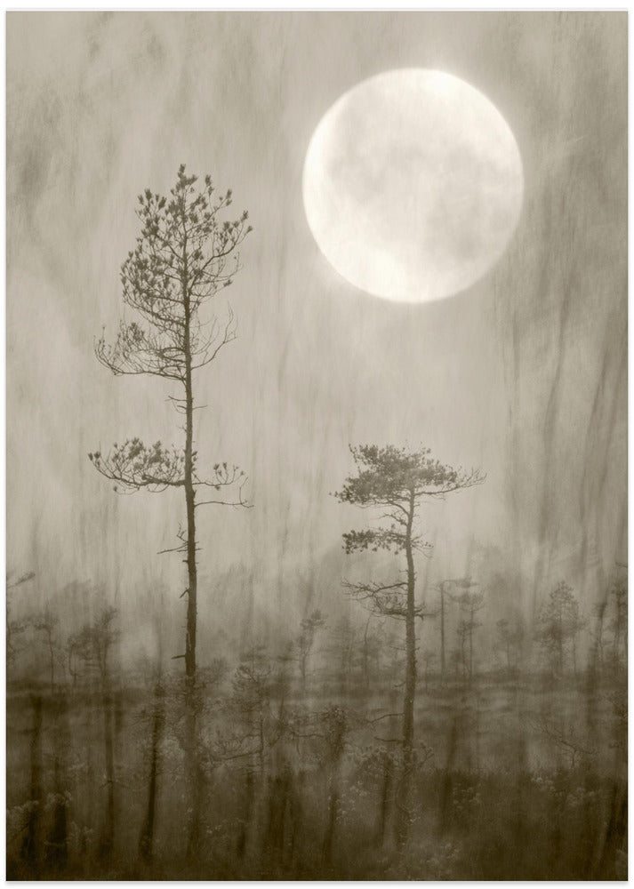 Moonlight Moor