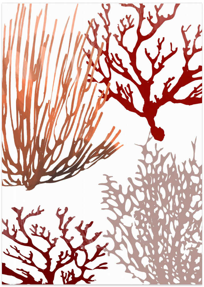 Pink and Red Sea Coral