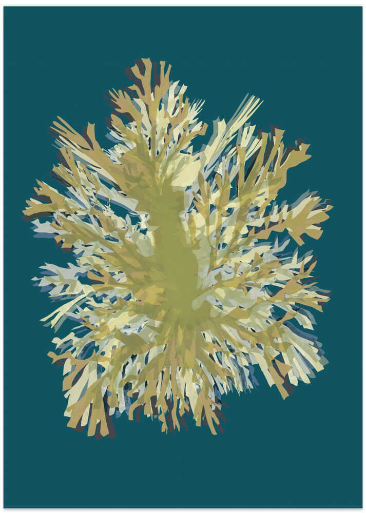Seaweed Poster 1