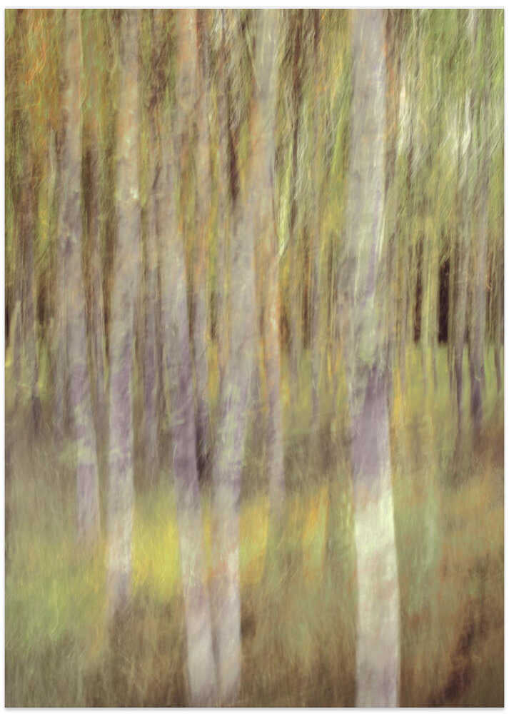 Birch in springlight