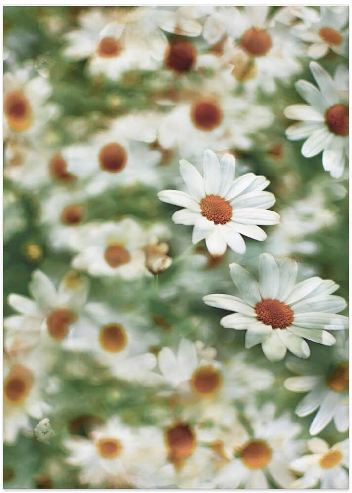 Daisies