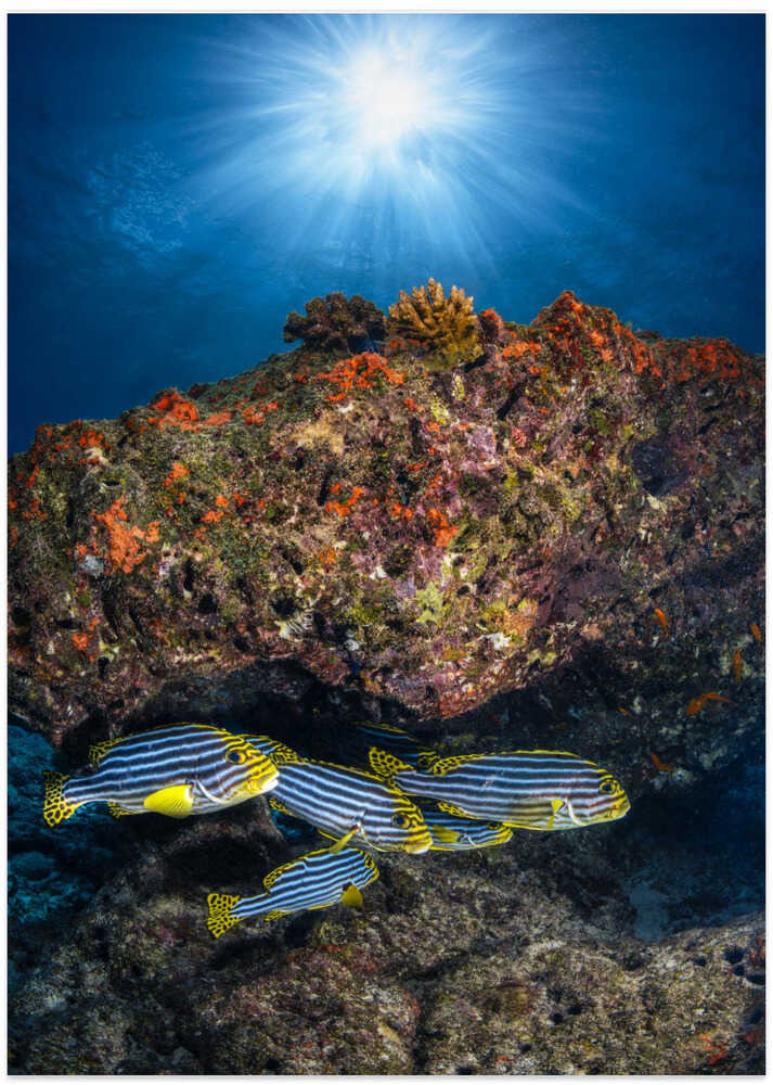 Oriental sweetlips under the sunlight