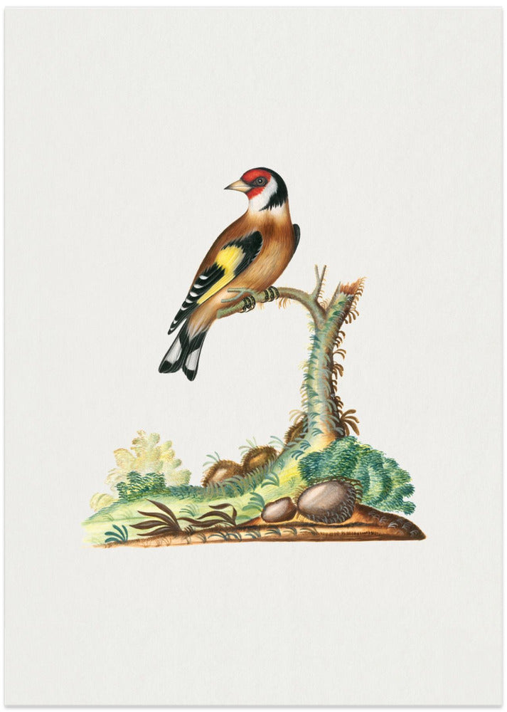 European Goldfinch