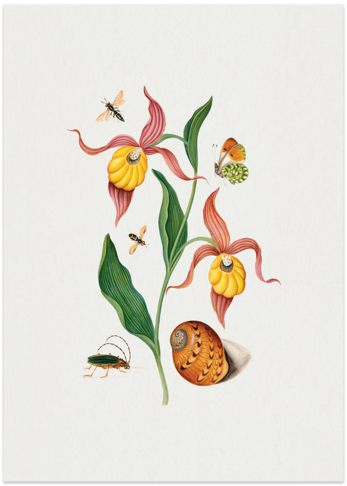 Lady's slipper orchid