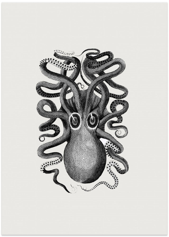 Eight Armed Cuttlefish