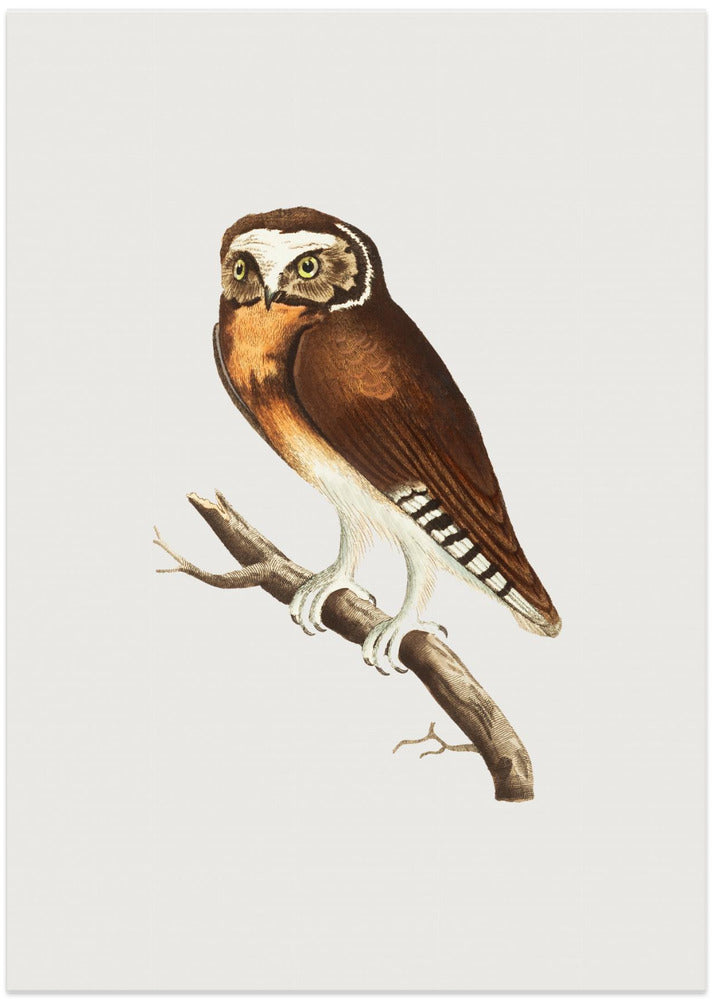 White Fronted Owl