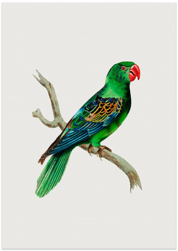Great Billed Parrot