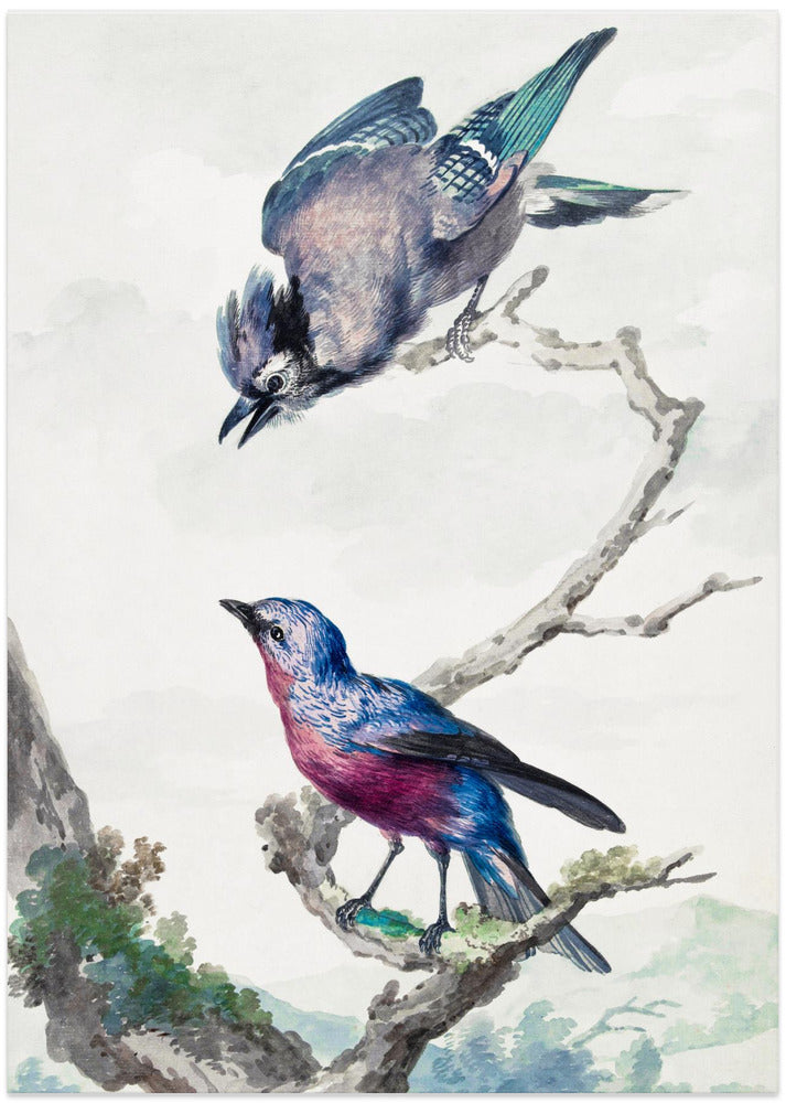 Two Birds a Blue Jay and a Purple Breasted Cotinga