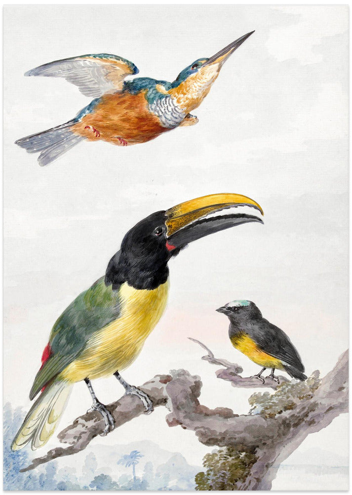 Three Birds a Kingfisher, a Prince Von Wied's Toucan and an Sparrow