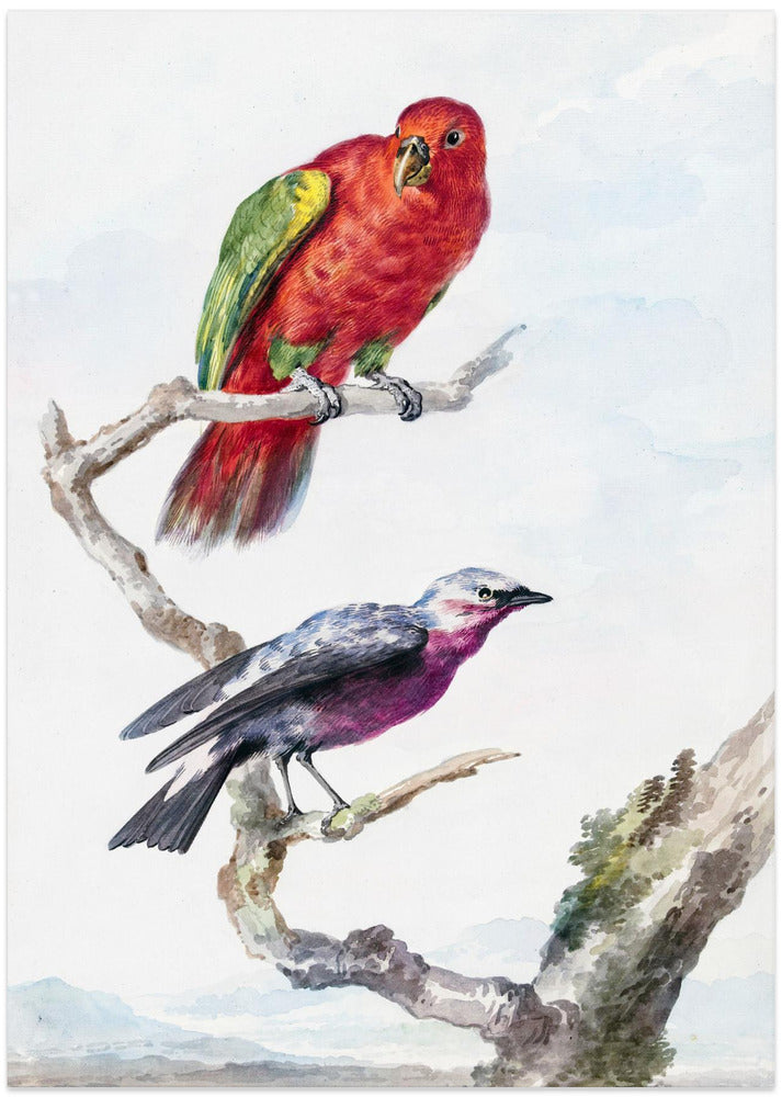 Two Birds, Including a Red Green Parrot
