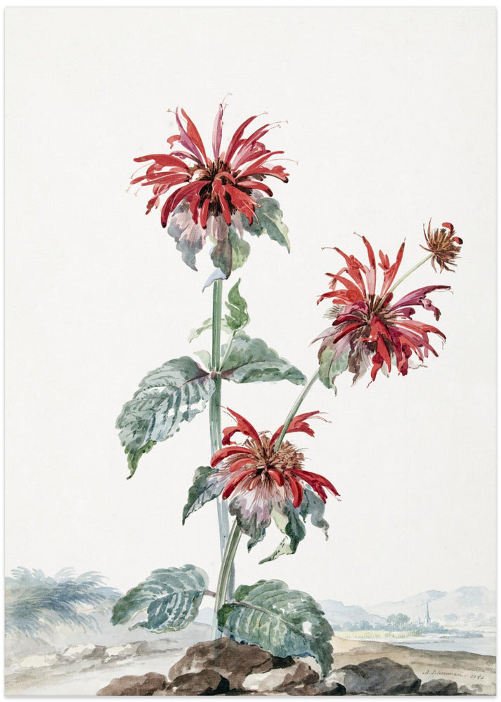 A Red Bergamot In a Landscape